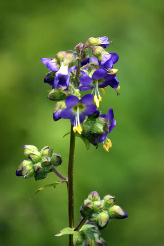 vanbrunts polemonium